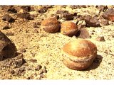 Stones sometimes look like baked loaves, like these near Eilat. Perhaps Jesus was thinking of these when he was tempted to turn stones into bread.